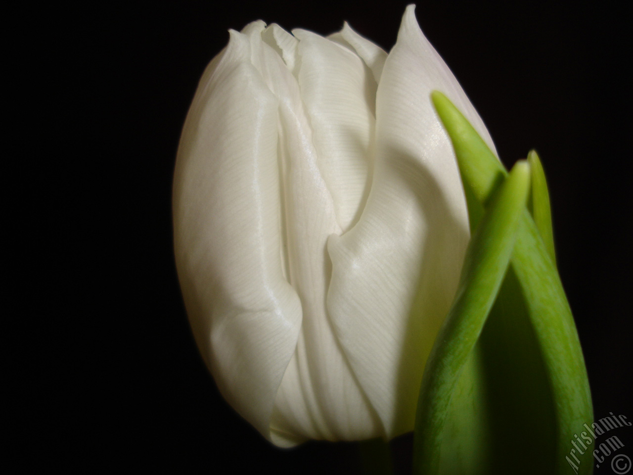 White color Turkish-Ottoman Tulip photo.
