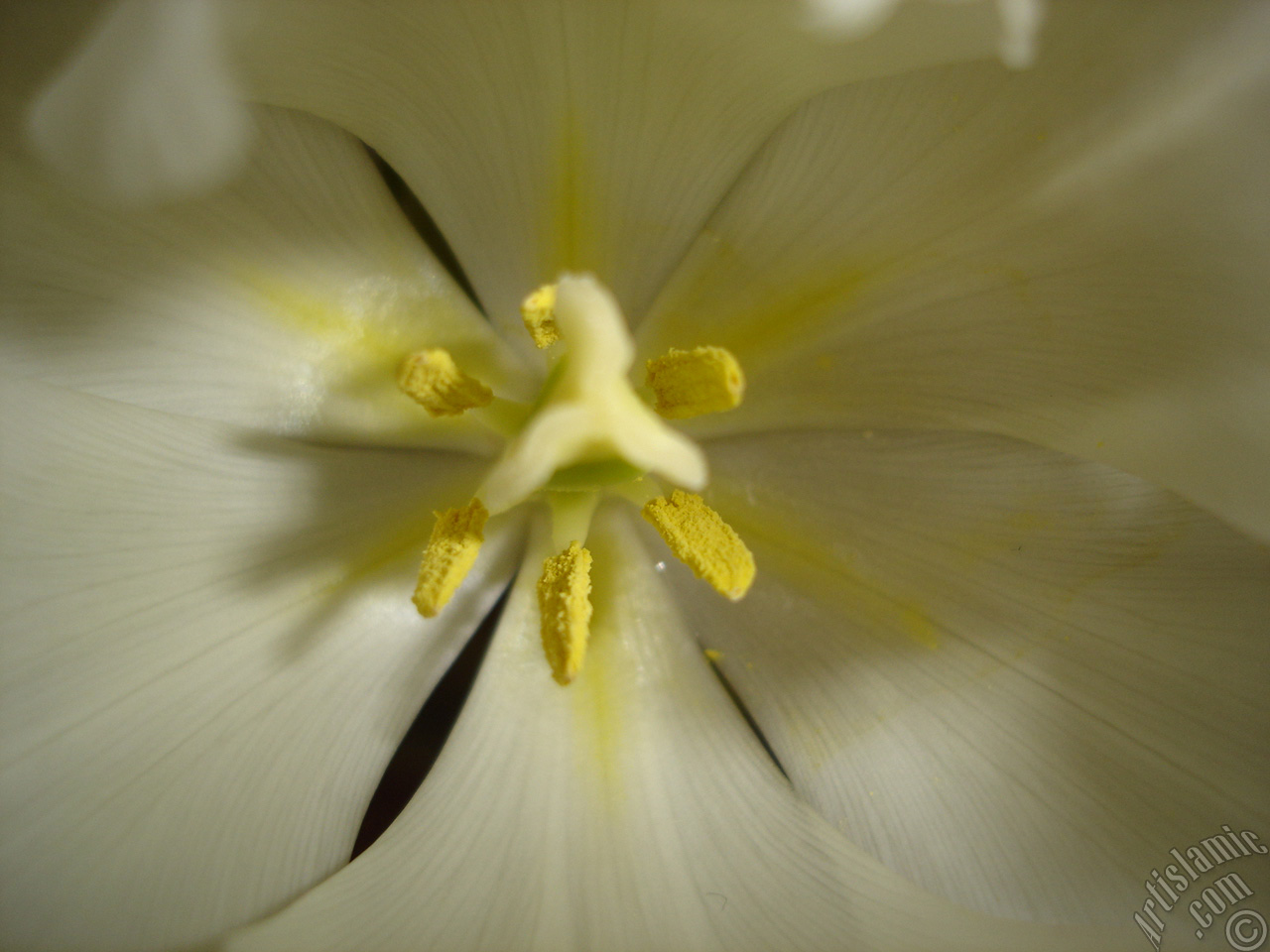 White color Turkish-Ottoman Tulip photo.
