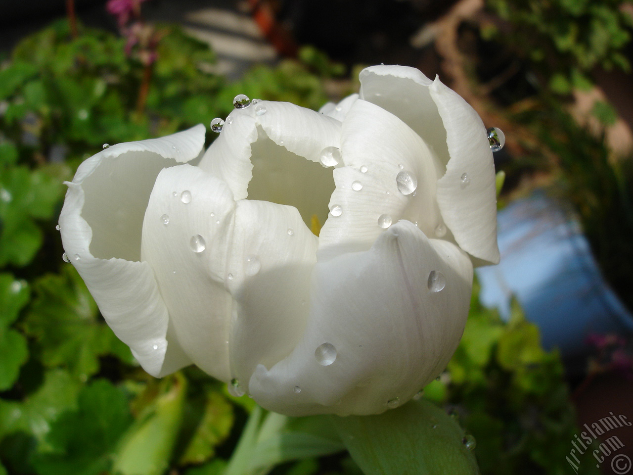 White color Turkish-Ottoman Tulip photo.
