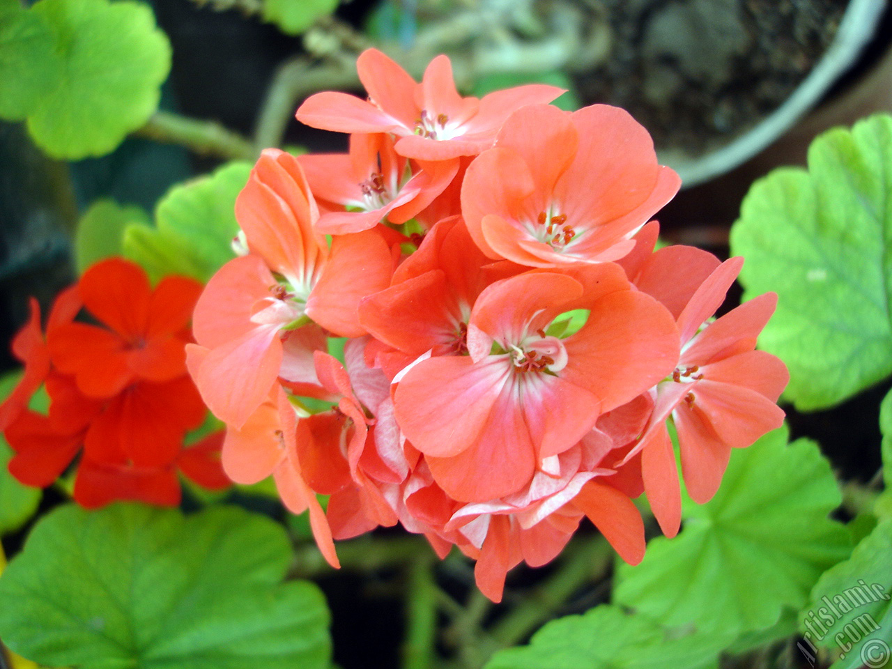 Red Colored Pelargonia -Geranium- flower.
