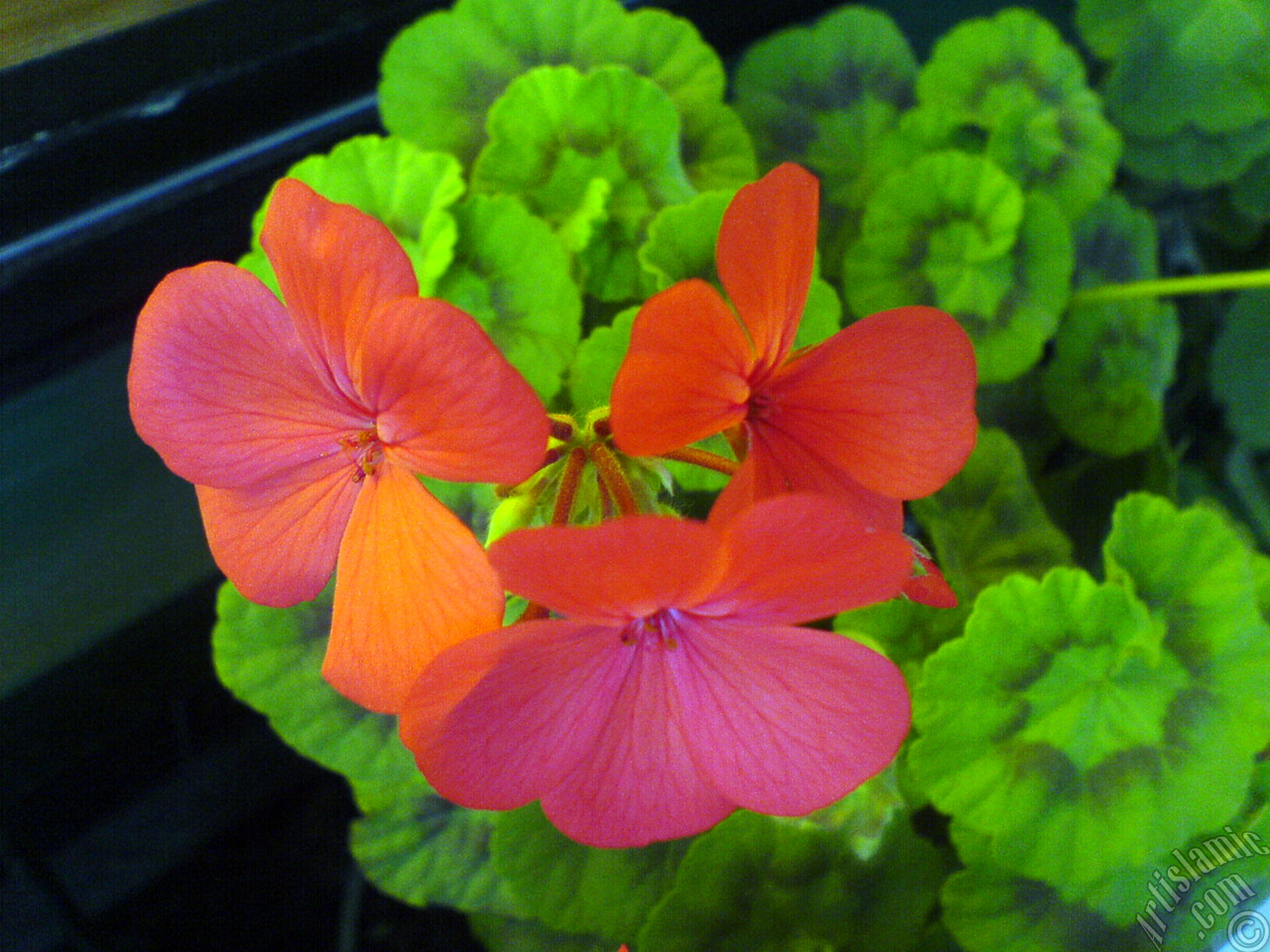 Red Colored Pelargonia -Geranium- flower.
