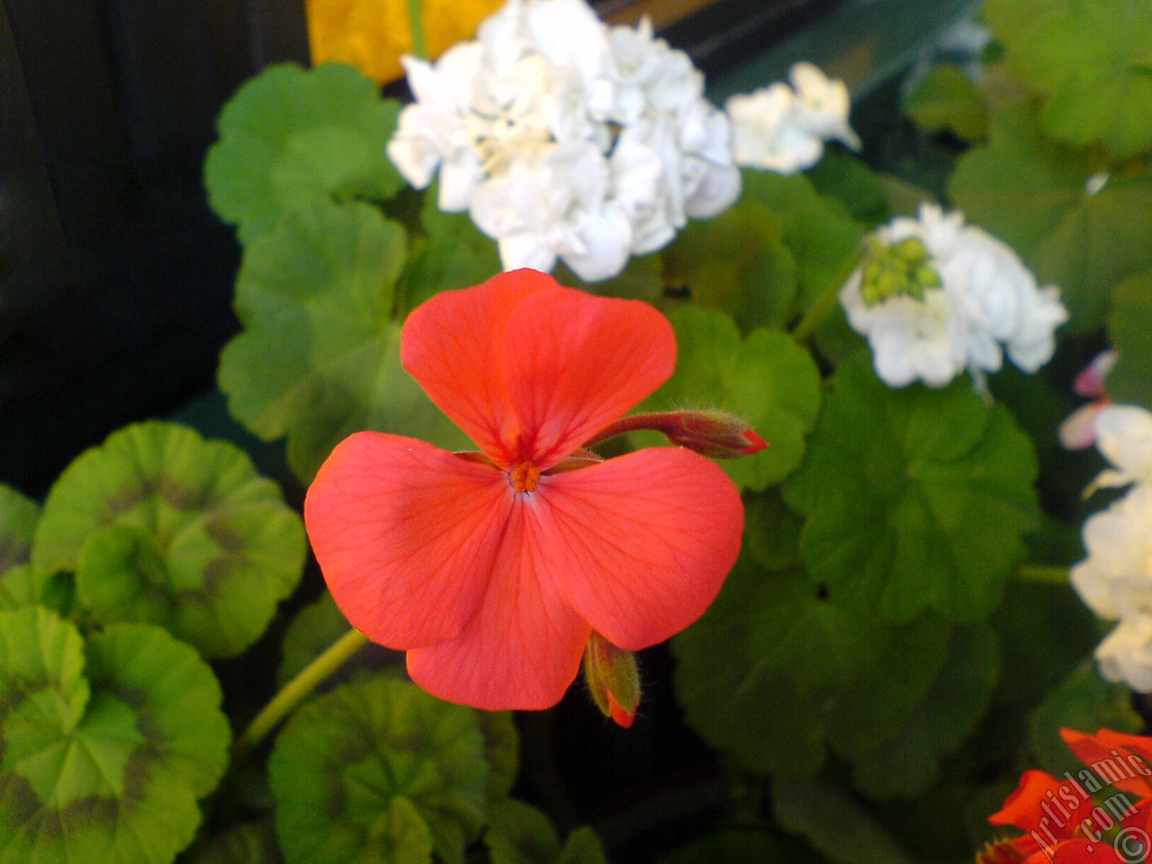 Red Colored Pelargonia -Geranium- flower.
