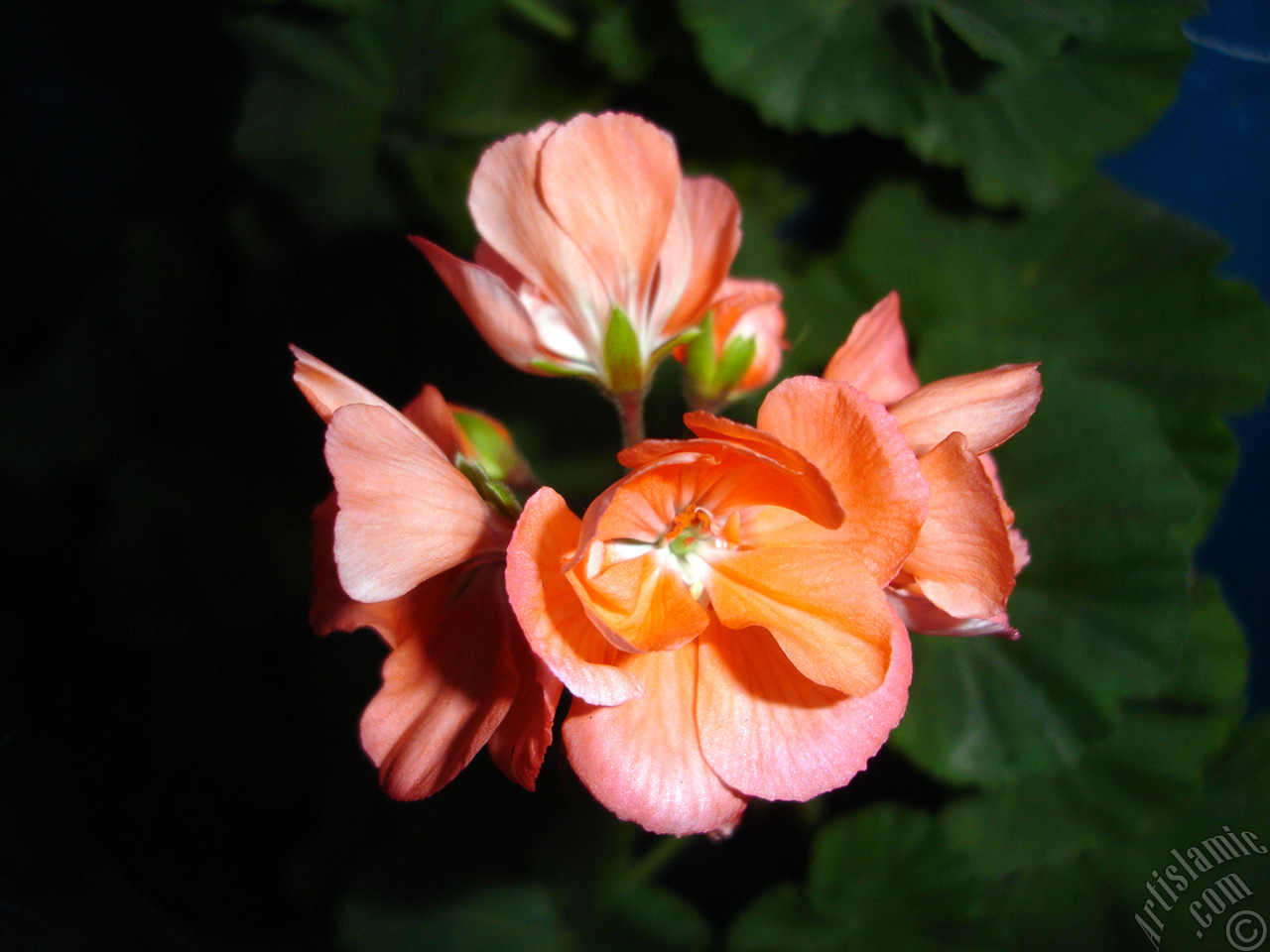 Red Colored Pelargonia -Geranium- flower.
