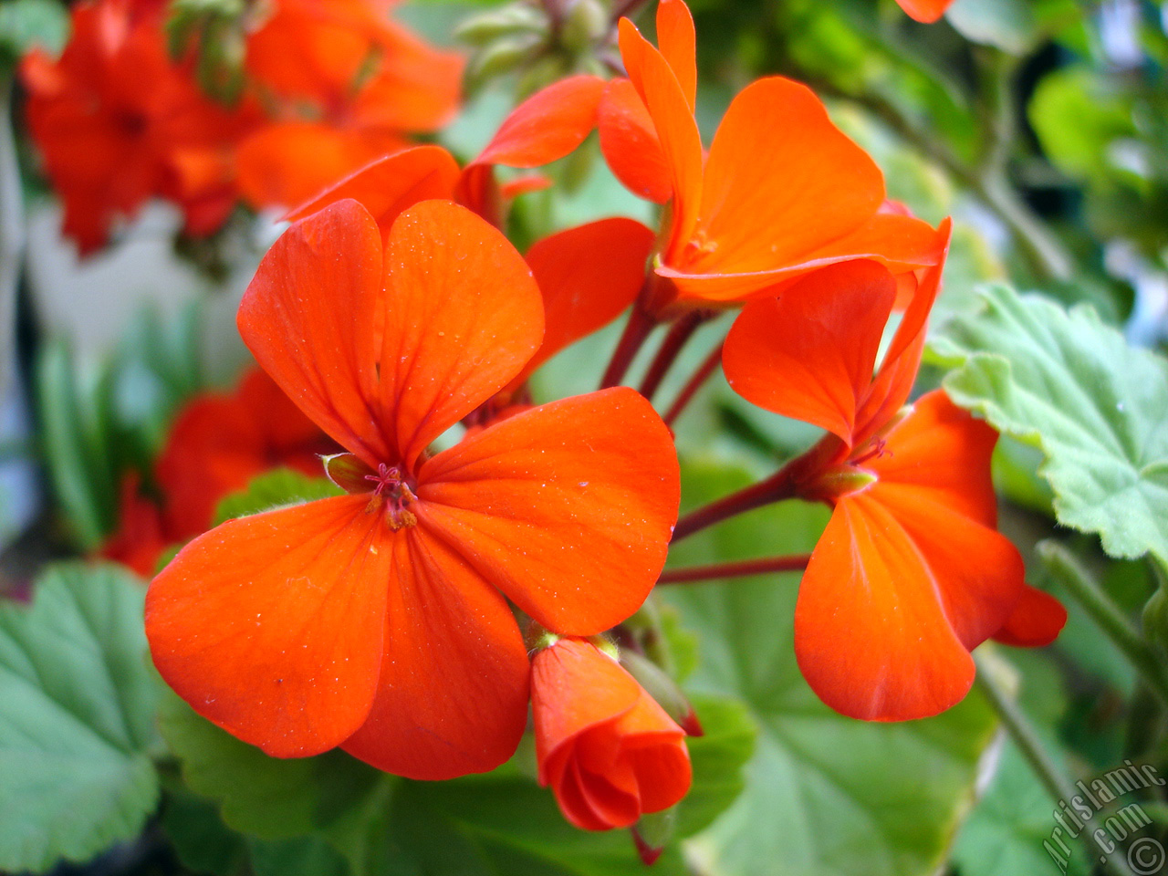 Red Colored Pelargonia -Geranium- flower.
