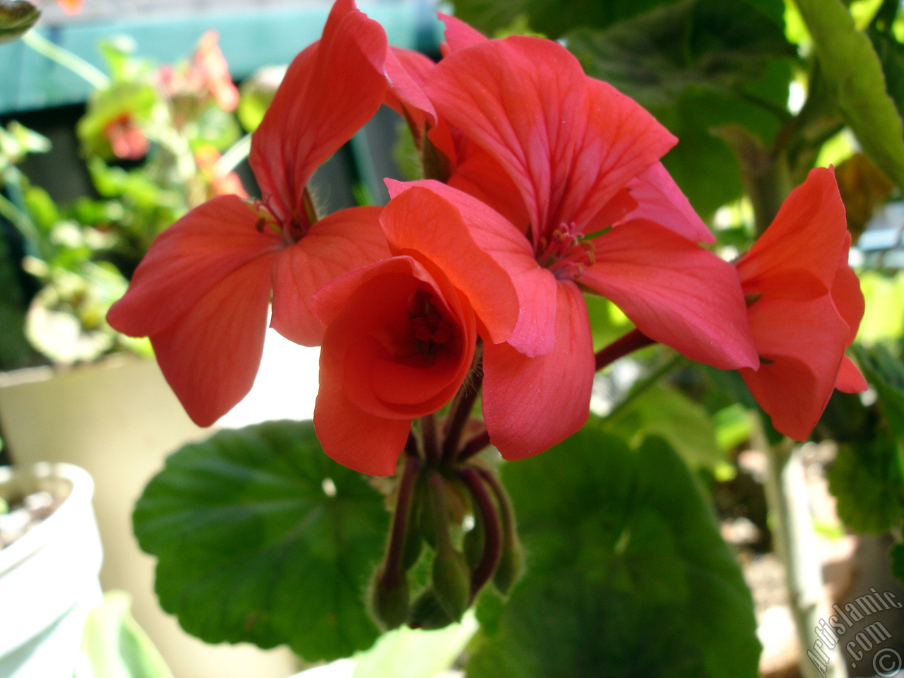 Red Colored Pelargonia -Geranium- flower.
