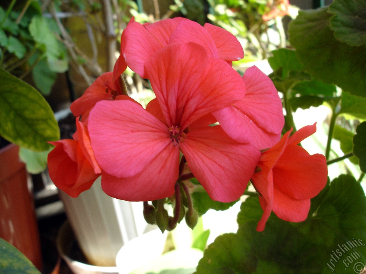 Red Colored Pelargonia -Geranium- flower.
