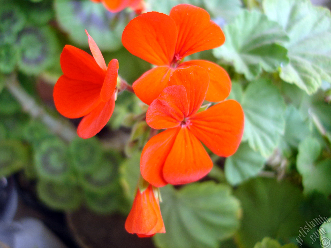 Red Colored Pelargonia -Geranium- flower.
