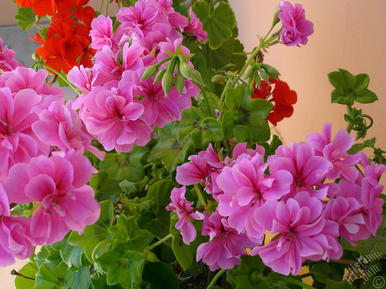 Pink Colored Pelargonia -Geranium- flower.
