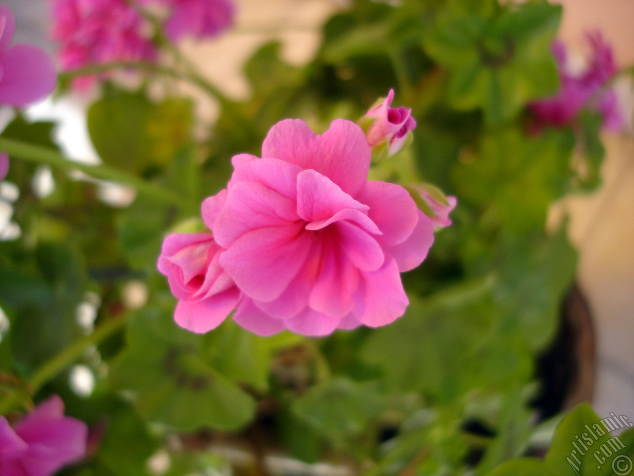 Pink Colored Pelargonia -Geranium- flower.
