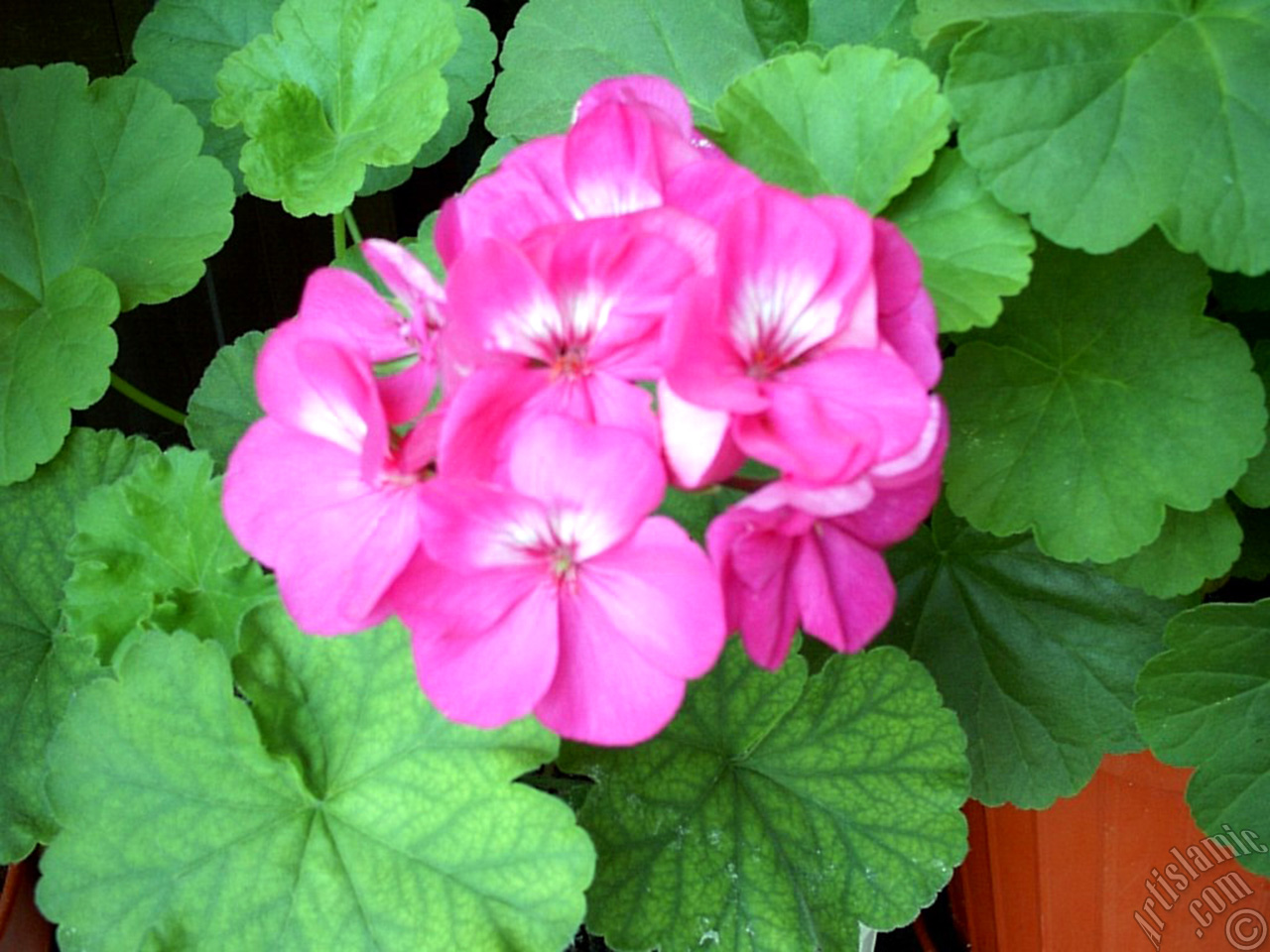 Pink Colored Pelargonia -Geranium- flower.
