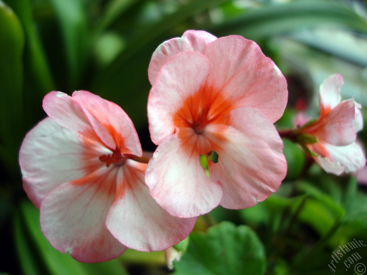 Pink and red color Pelargonia -Geranium- flower.
