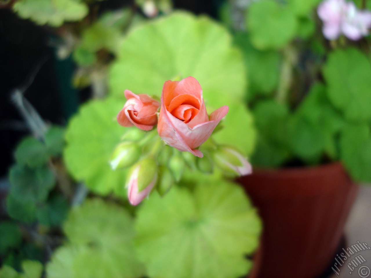 Newly coming out pink color Pelargonia -Geranium- flower.
