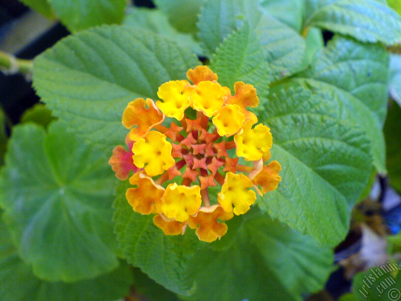 Lantana camara -bush lantana- flower.
