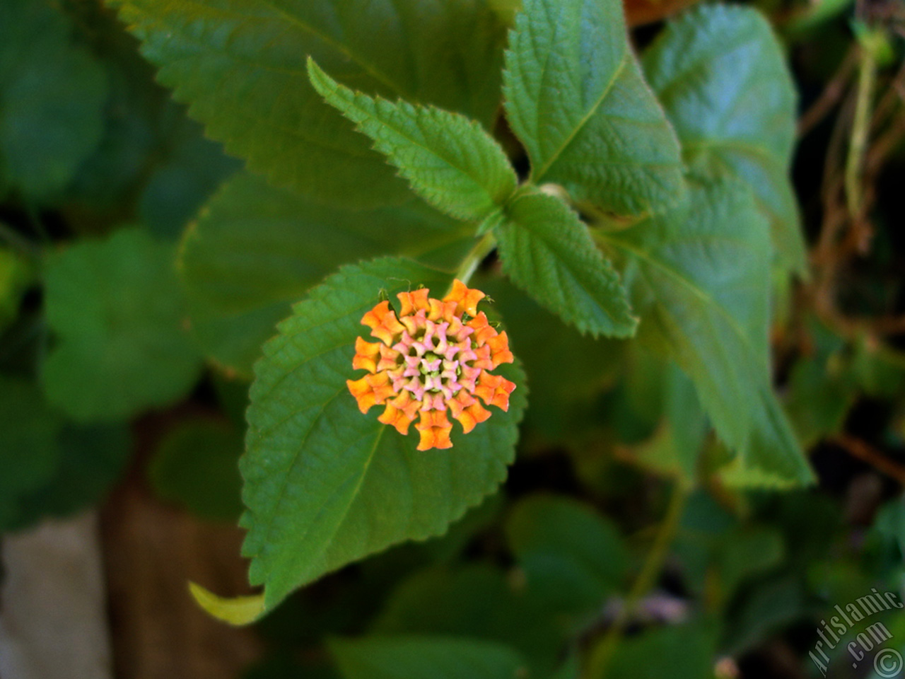 Lantana camara -bush lantana- flower.
