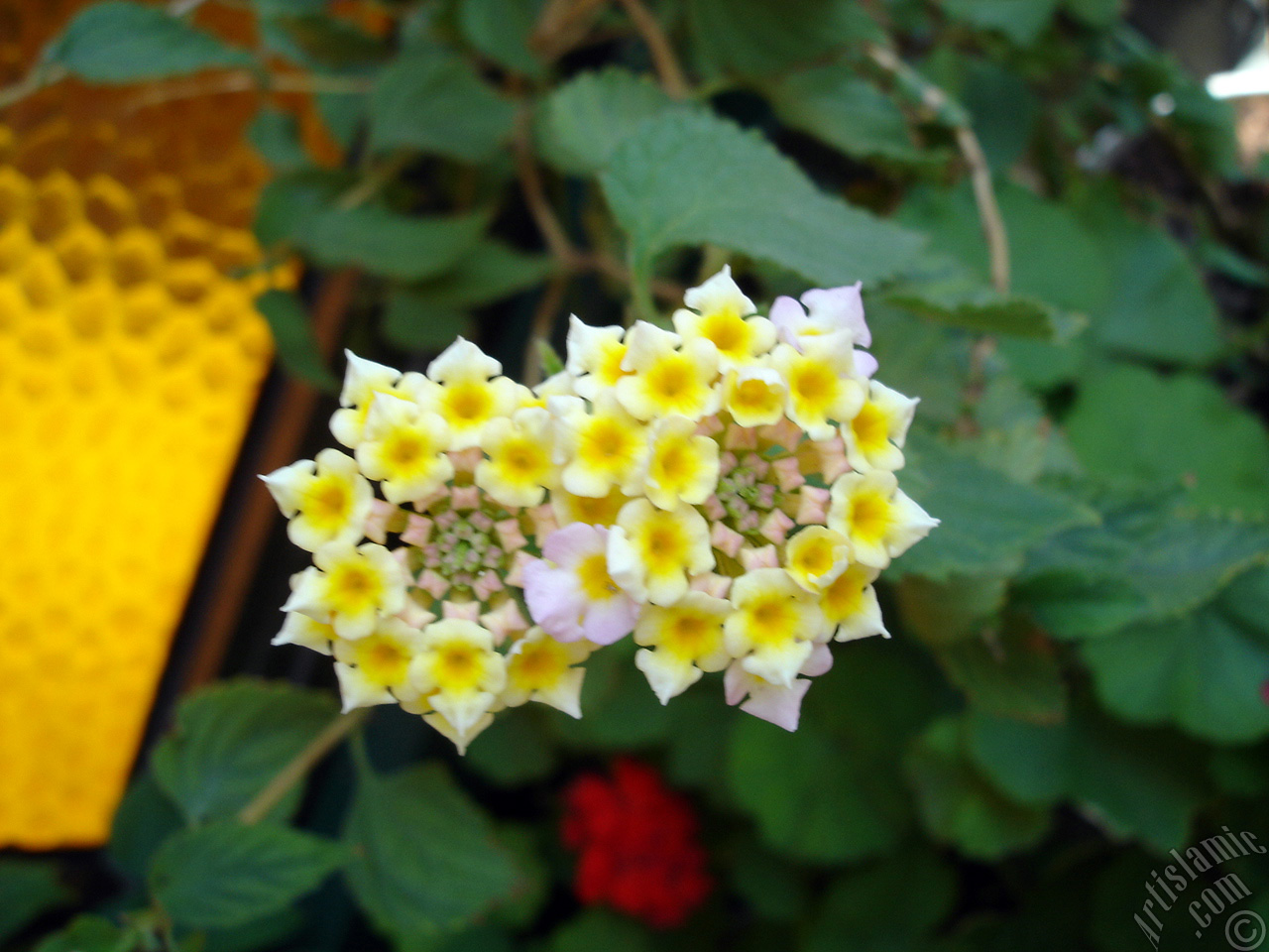 Lantana camara -bush lantana- flower.
