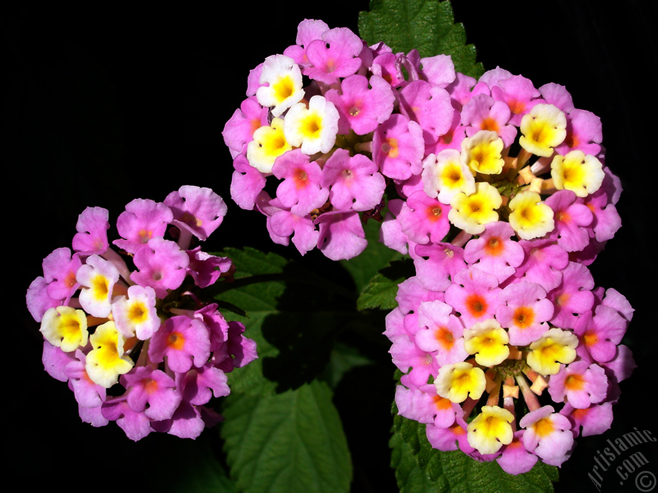 Lantana camara -bush lantana- flower.
