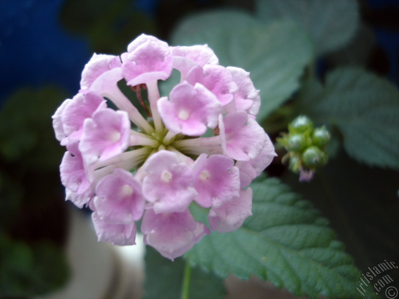 Lantana camara -bush lantana- flower.
