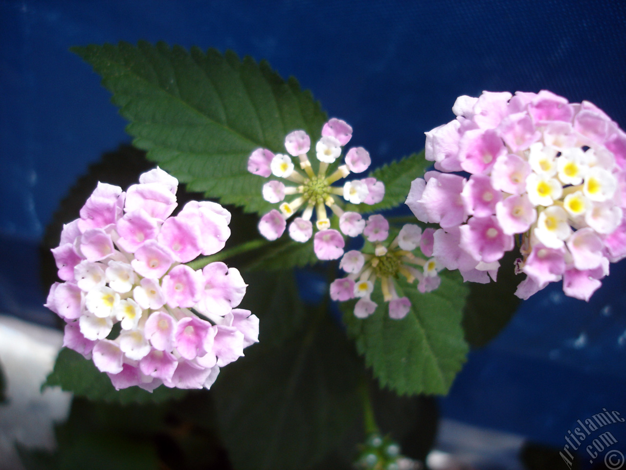 Lantana camara -bush lantana- flower.
