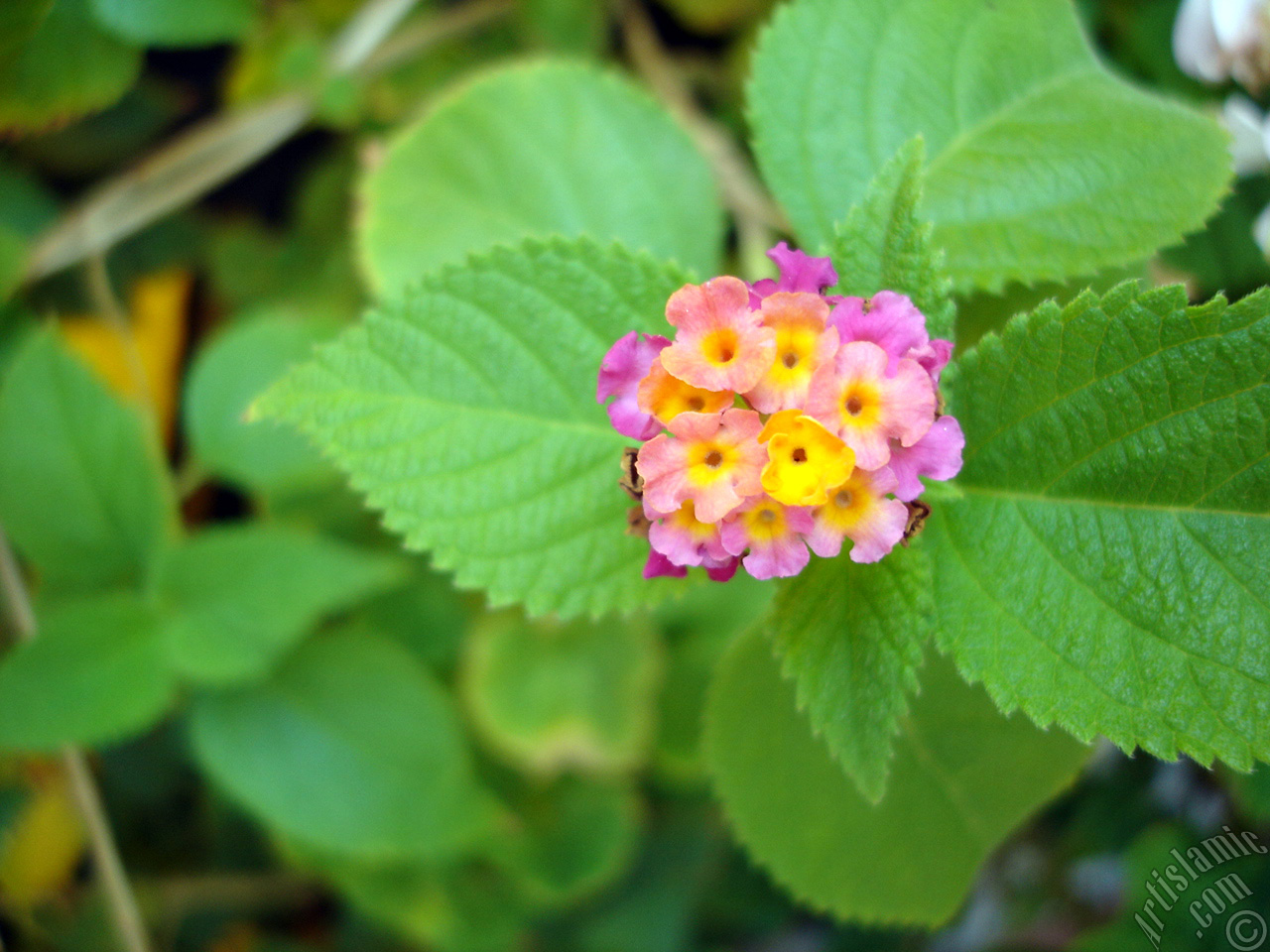 Lantana camara -bush lantana- flower.
