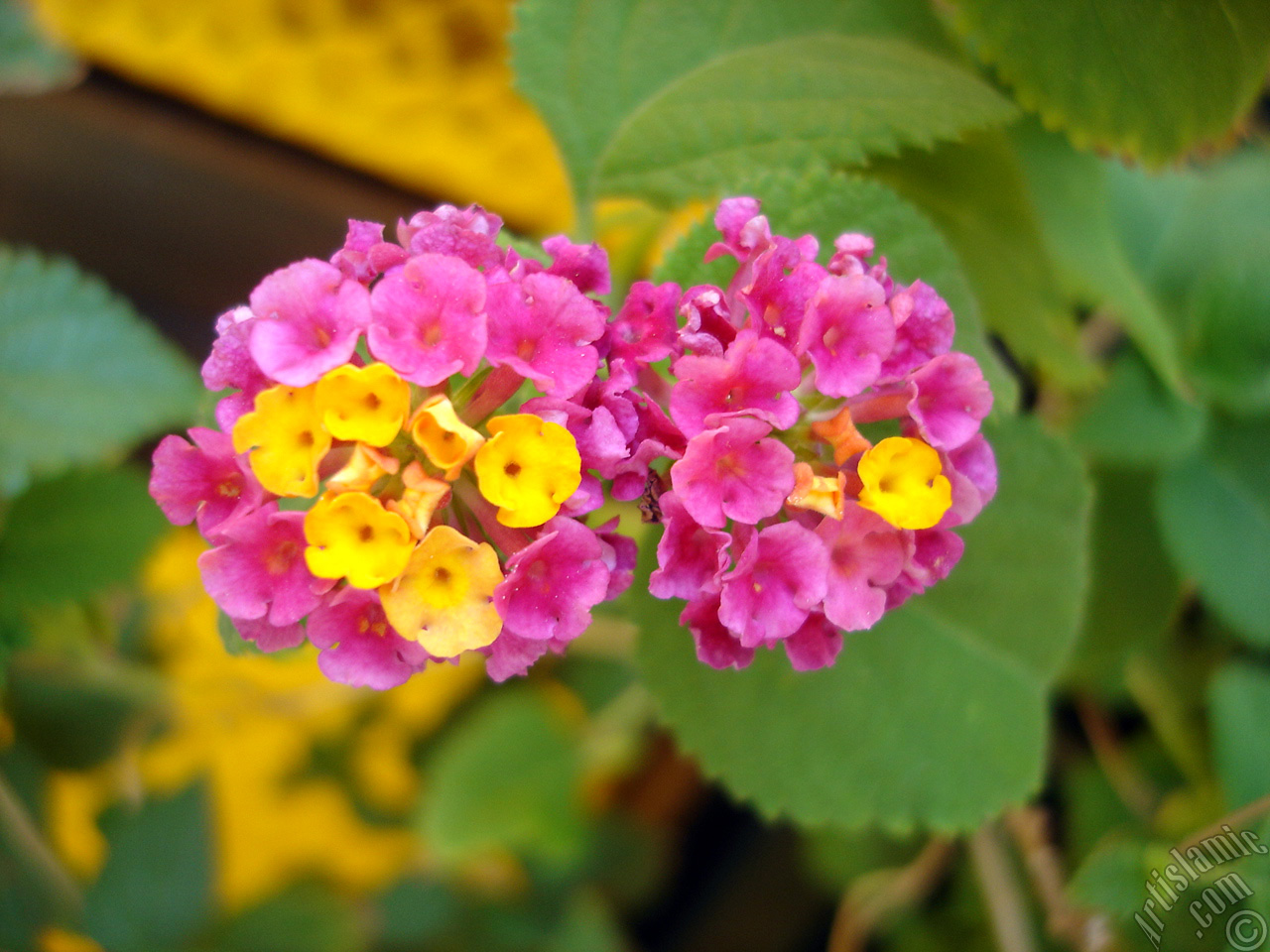 Lantana camara -bush lantana- flower.
