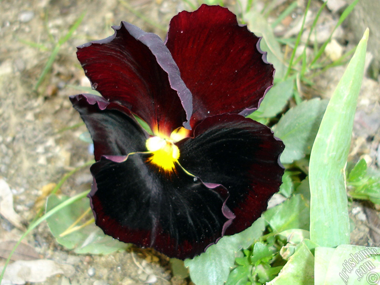 Brown color Viola Tricolor -Heartsease, Pansy, Multicoloured Violet, Johnny Jump Up- flower.
