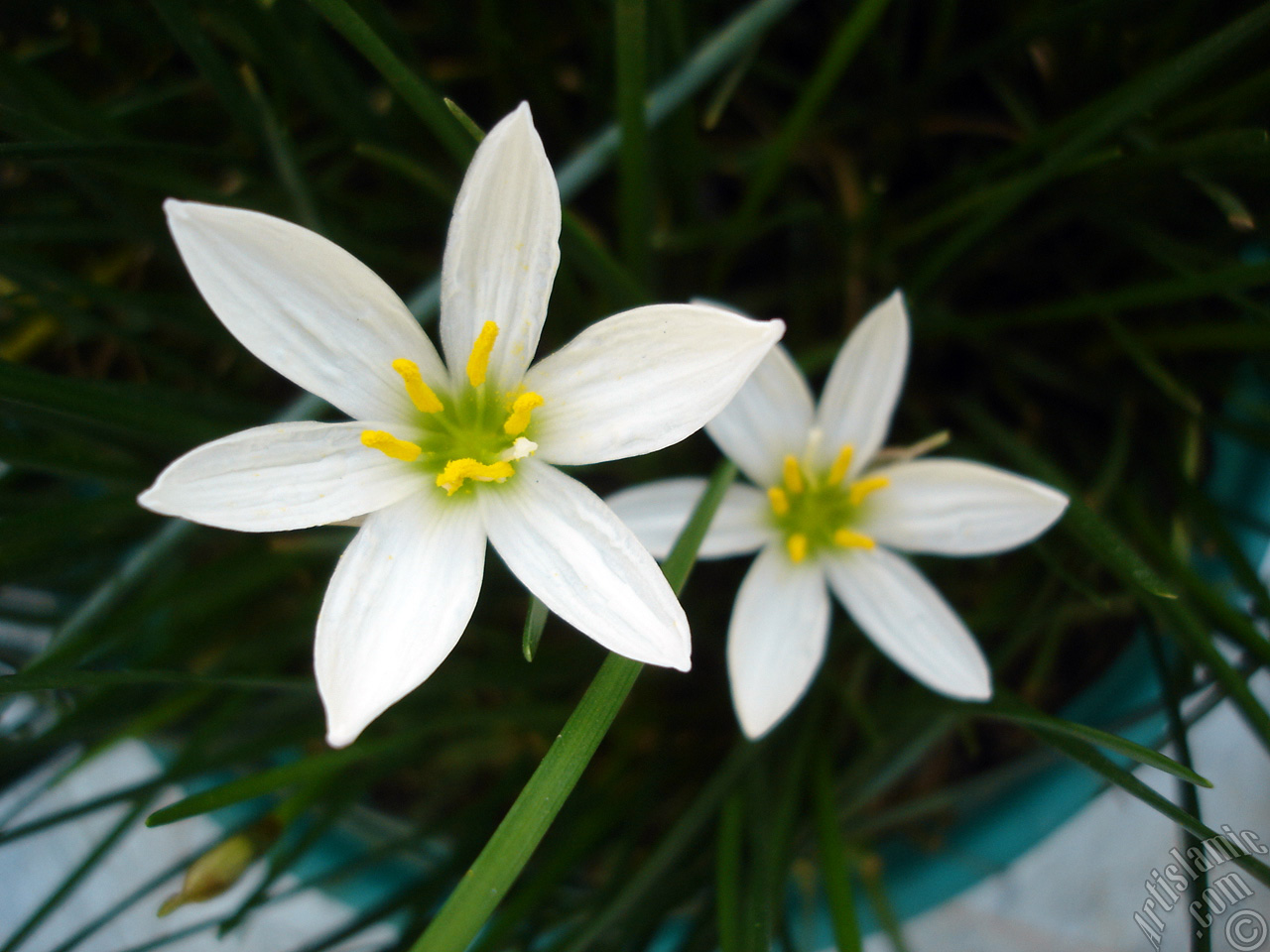 White color flower similar to lily.
