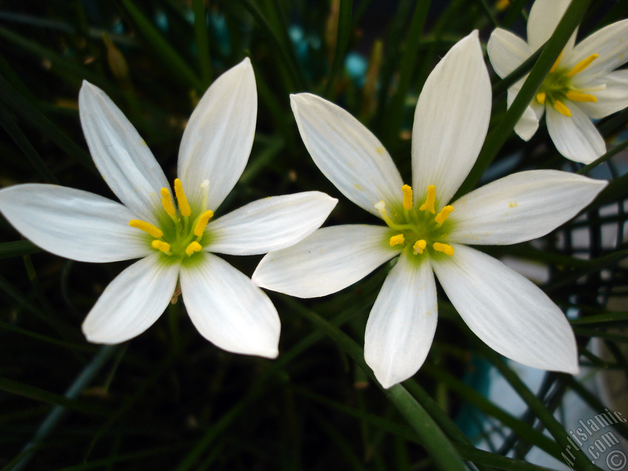 White color flower similar to lily.
