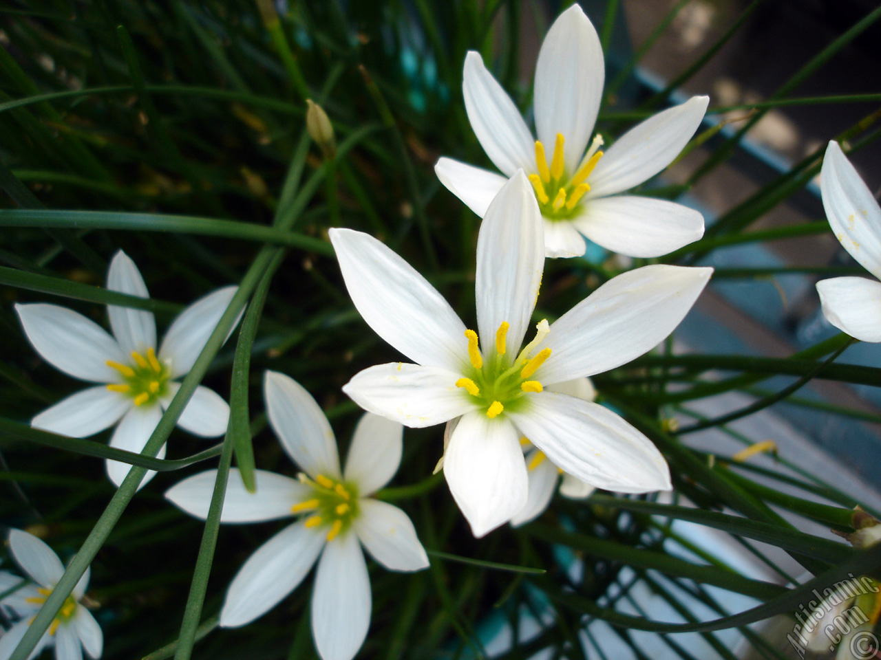 White color flower similar to lily.
