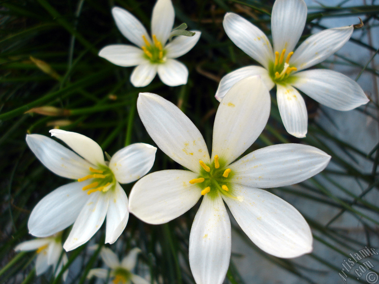 White color flower similar to lily.
