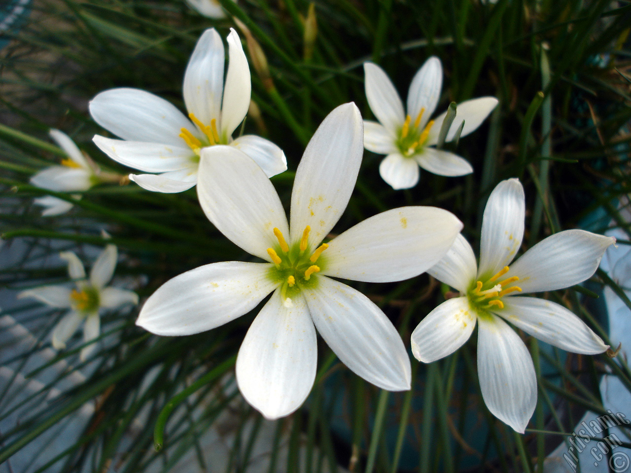 White color flower similar to lily.
