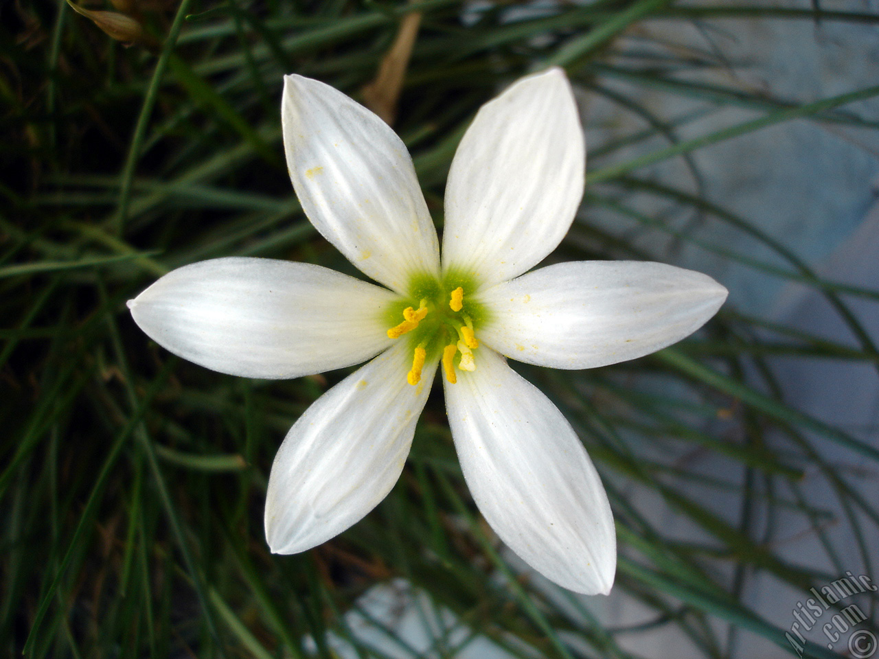 White color flower similar to lily.
