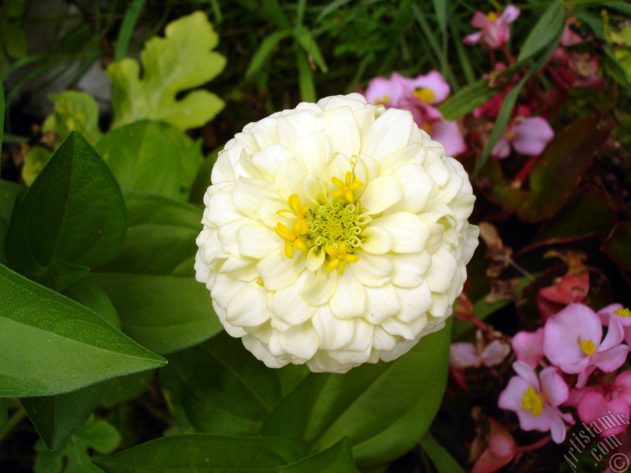 Dahlia flower.
