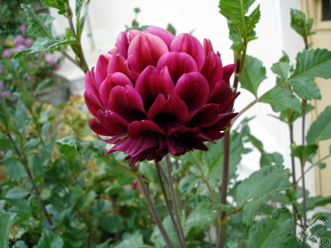 Dahlia flower.
