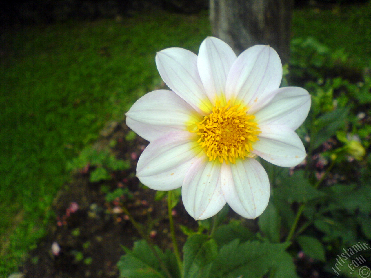 Dahlia flower.
