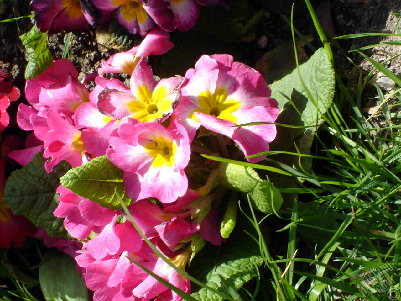 A primrose flower photo.
