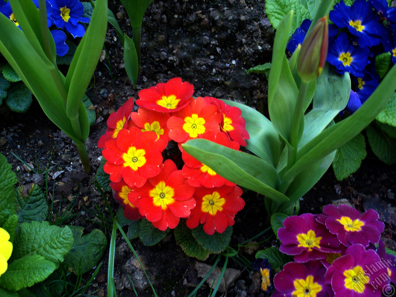 A primrose flower photo.
