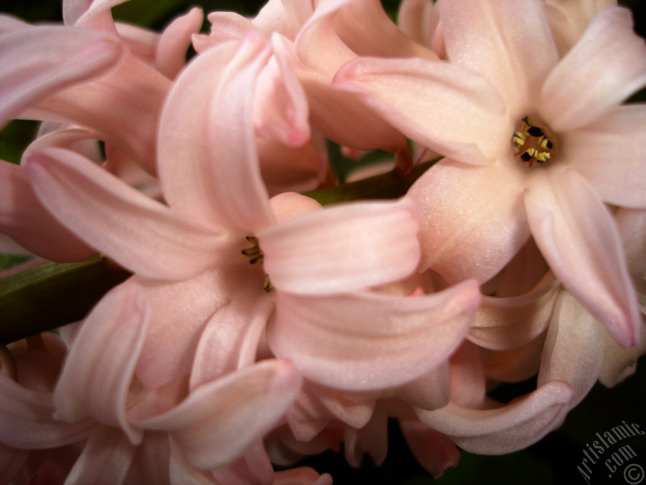 Pink color Hyacinth flower.
