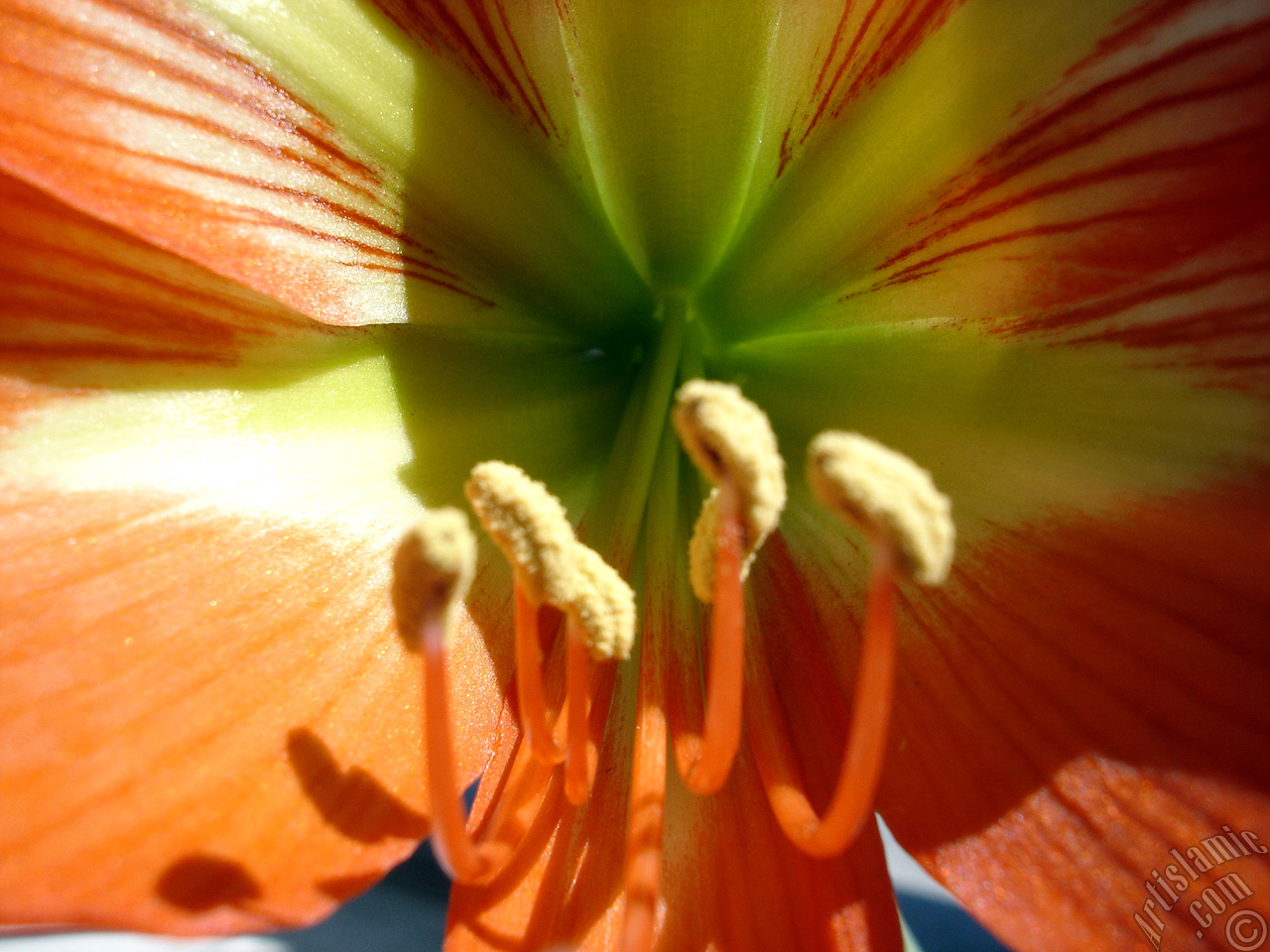 Red color amaryllis flower.
