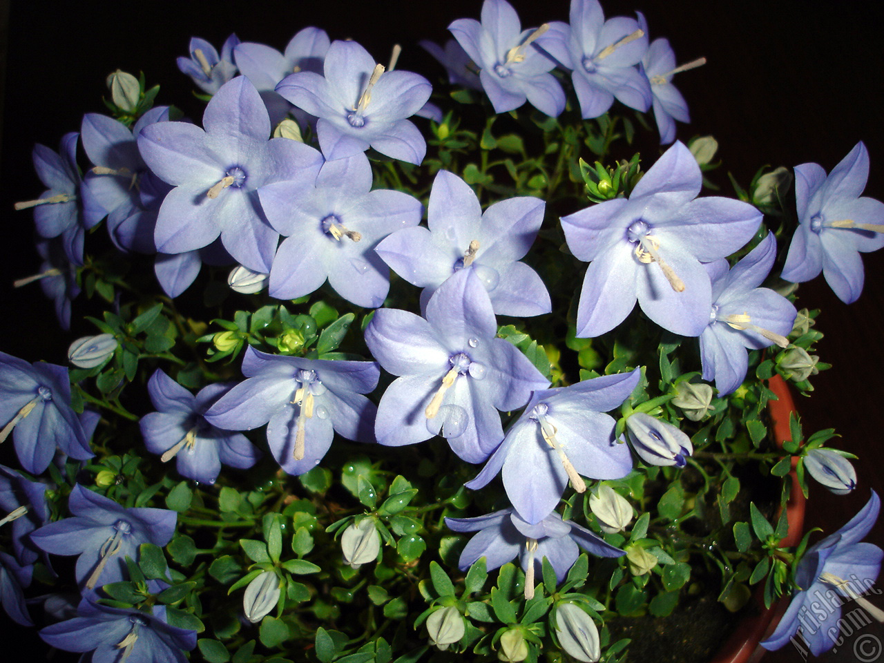 Balloon Flower -Chinese Bellflower-.
