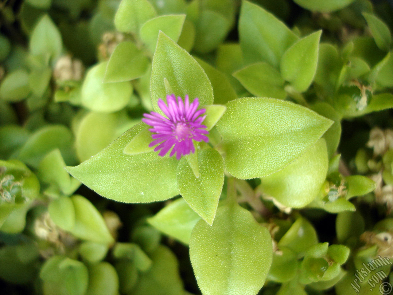 Heartleaf Iceplant -Baby Sun Rose, Rock rose- with pink flowers.
