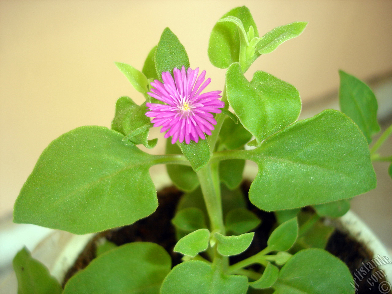 Heartleaf Iceplant -Baby Sun Rose, Rock rose- with pink flowers.
