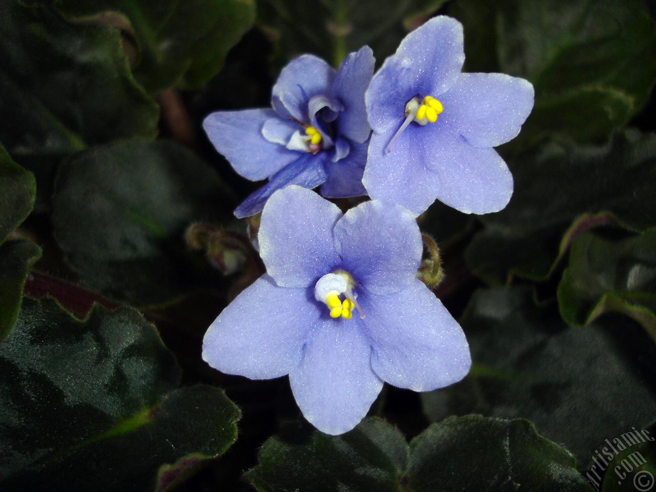 Purple color African violet.
