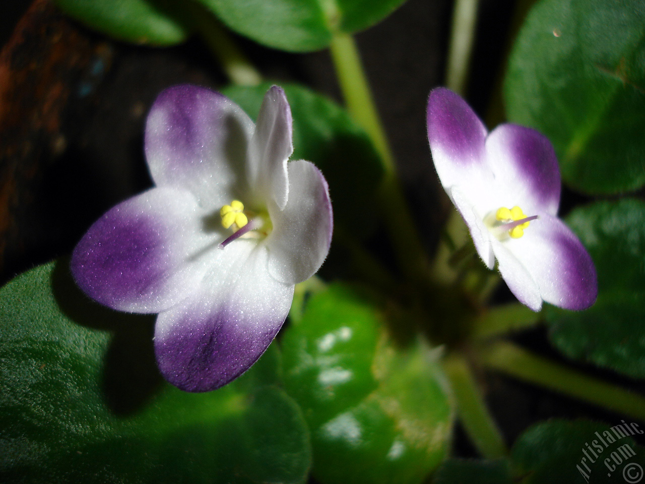 Purple and white color African violet.
