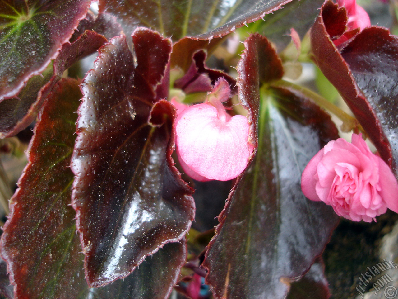 Wax Begonia -Bedding Begonia- with pink flowers and brown leaves.
