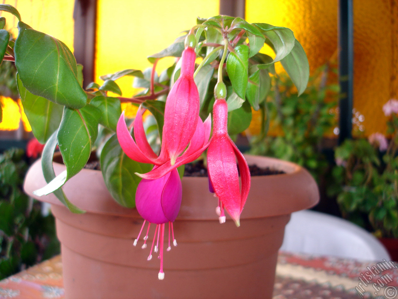 Red and purple color Fuchsia Hybrid flower.
