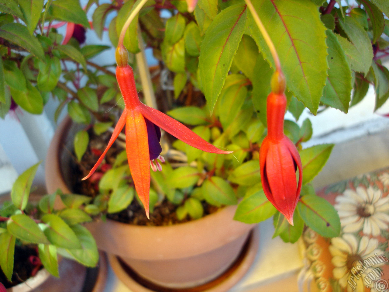 Red and purple color Fuchsia Hybrid flower.
