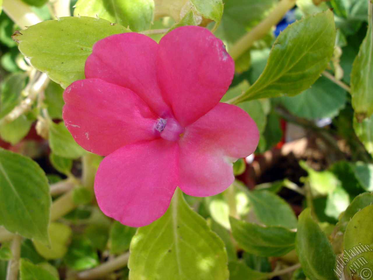 Garden Balsam, -Touch-me-not, Jewel Weed- flower.
