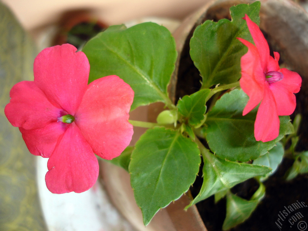 Garden Balsam, -Touch-me-not, Jewel Weed- flower.
