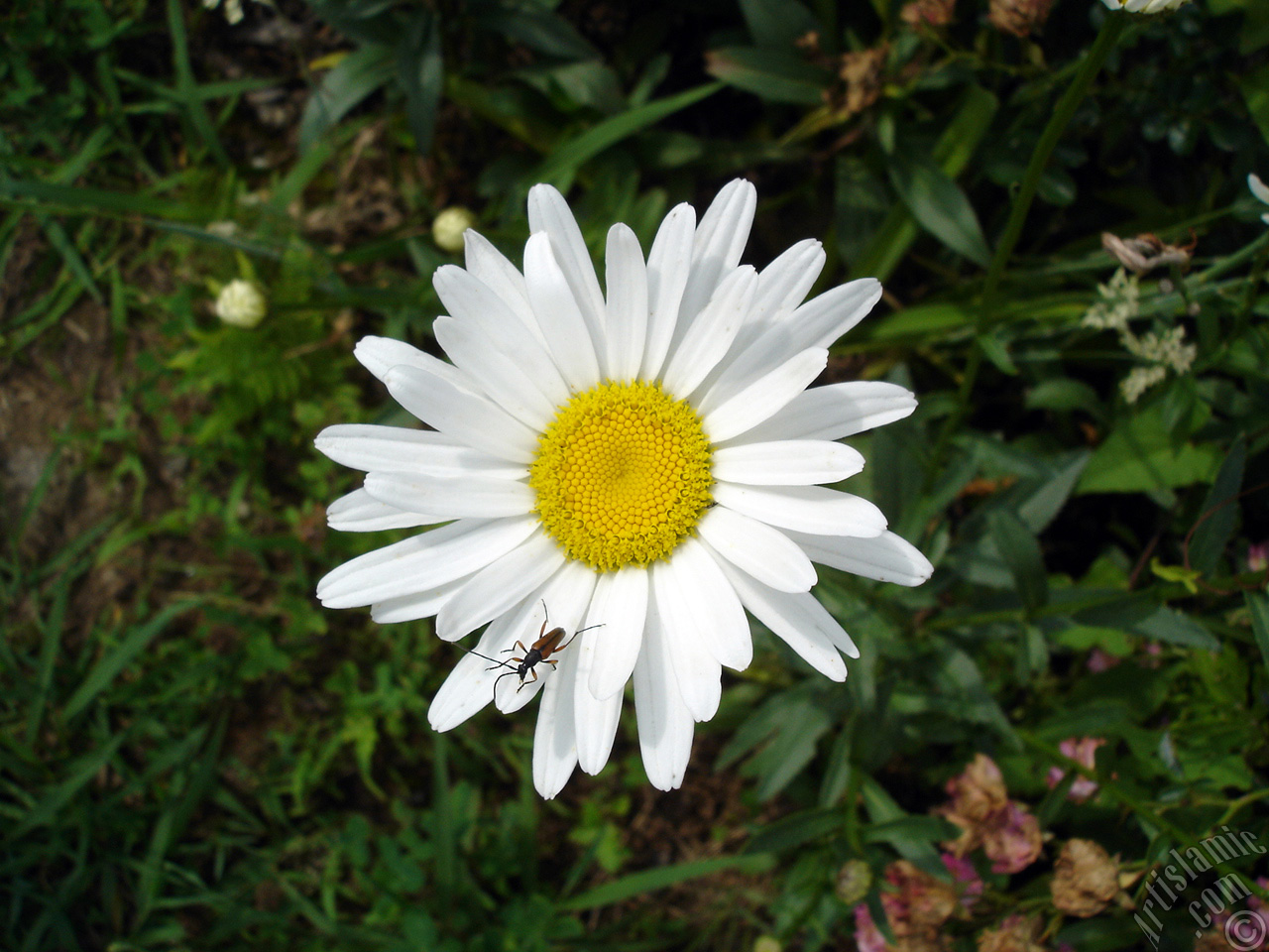 Field Daisy -Ox Eye, Love-Me-Love-Me-Not, Marguerite, Moon Daisy- flower.
