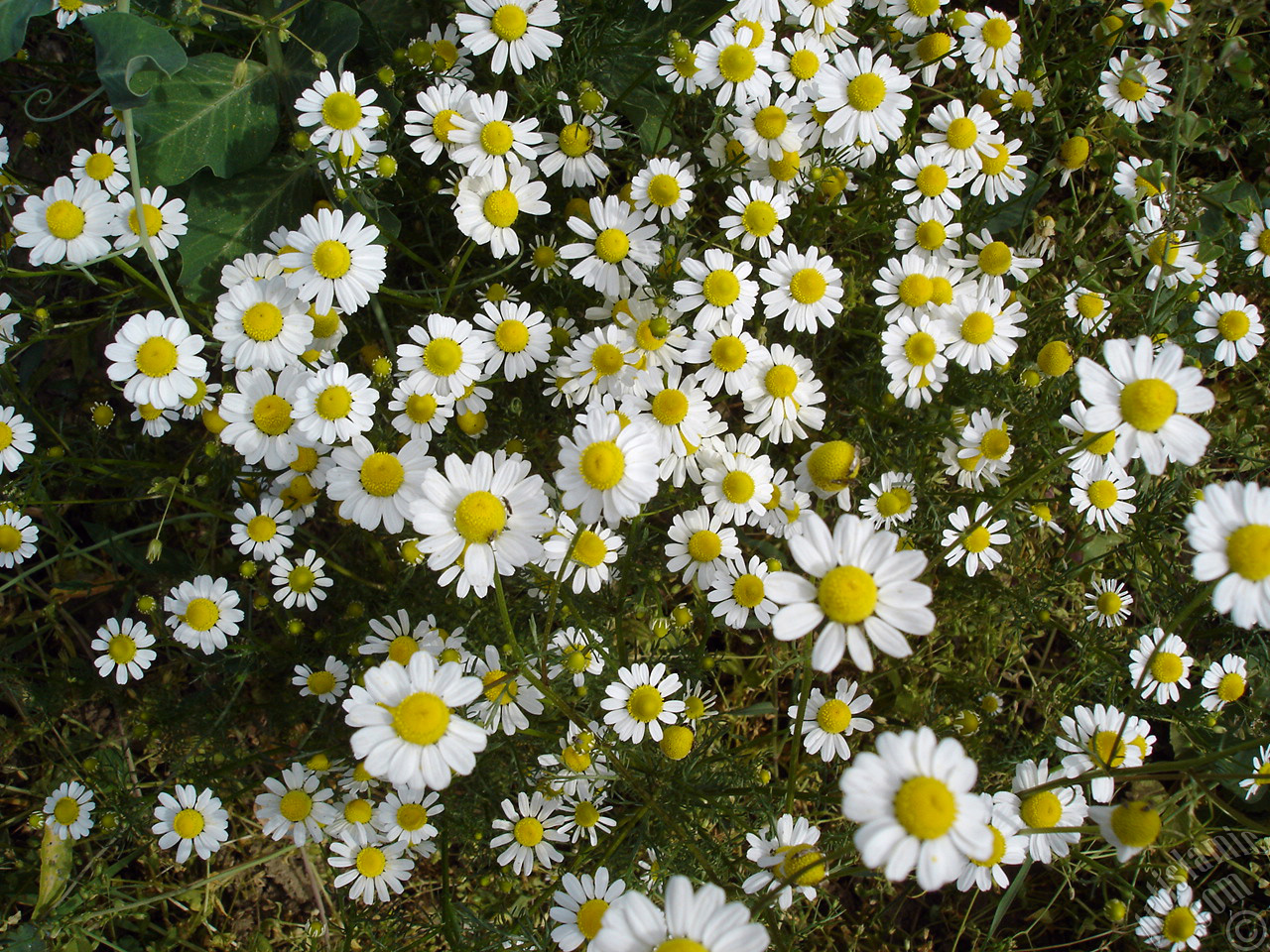 Field Daisy -Ox Eye, Love-Me-Love-Me-Not, Marguerite, Moon Daisy- flower.
